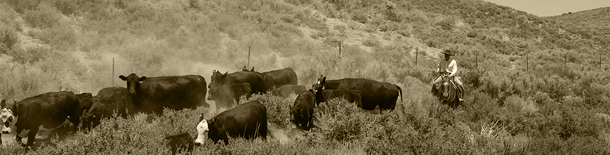 Life on the Arapaho Ranch